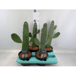 Opuntia