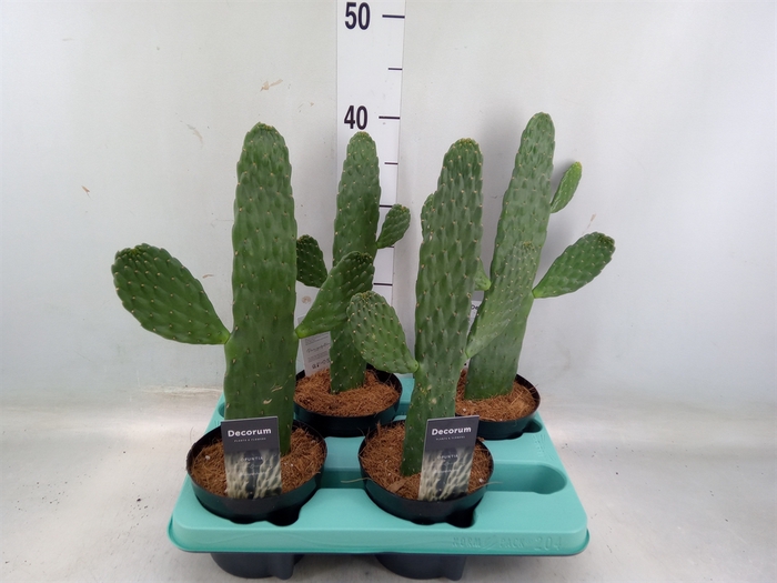 <h4>Opuntia</h4>