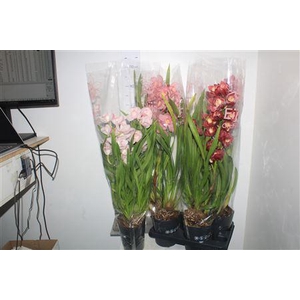 Cymb Gemengd 2 Branches