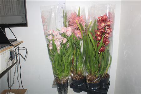 Cymb Gemengd 2 Branches