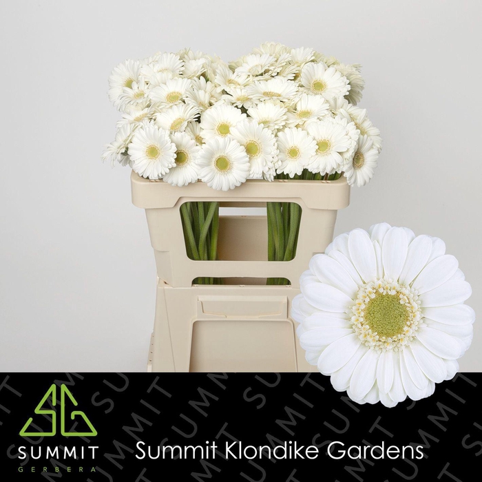 <h4>GERBERA MI 'ALBINO'</h4>