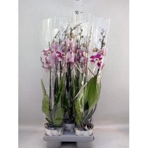 Phalaenopsis  'Ant Barcelona'