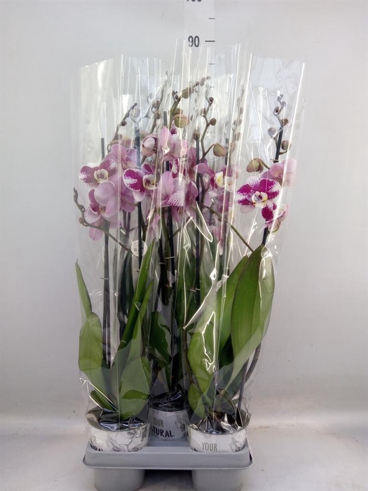 <h4>Phalaenopsis  'Ant Barcelona'</h4>