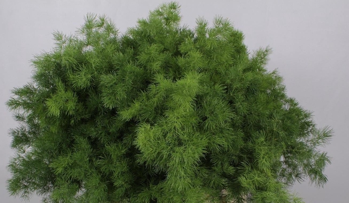 Asparagus Umbellatus