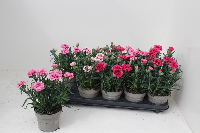 <h4>DIAN OSC GEM</h4>