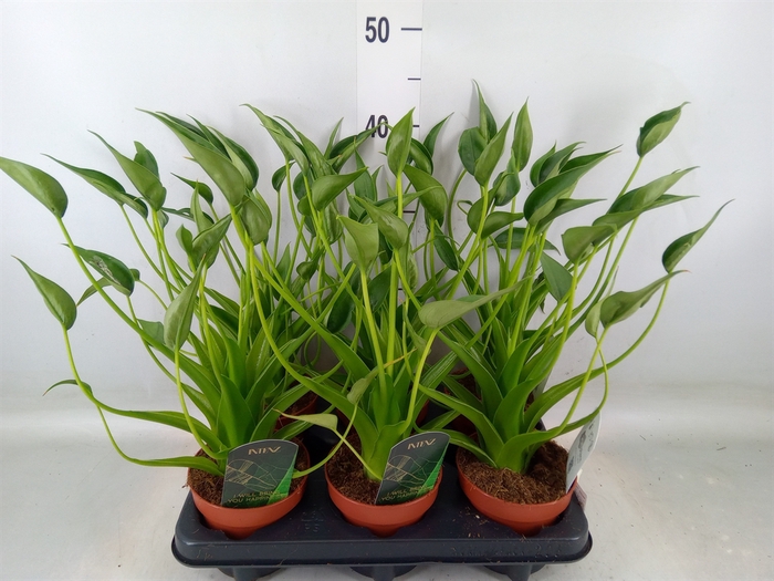 <h4>Alocasia  'Tiny Dancers'</h4>