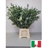 EUC CINEREA PB -ZA-SUPER