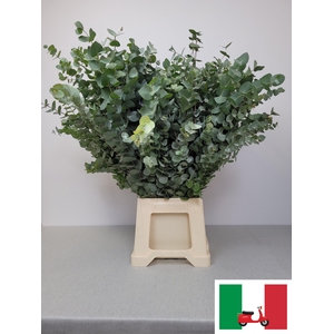 EUC CINEREA PB EXTRA