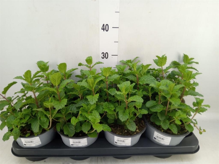 <h4>Mentha piperita</h4>