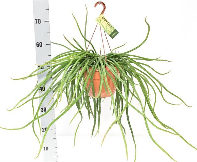 RHIPSALIS OV