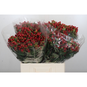 Hypericum Magical Triumph