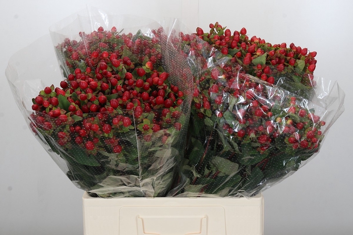 <h4>Hypericum Magical Triumph</h4>