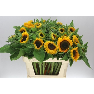 Helianthus A Sunrich Provence