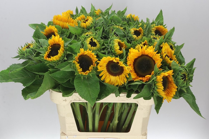 <h4>Helianthus A Sunrich Provence</h4>