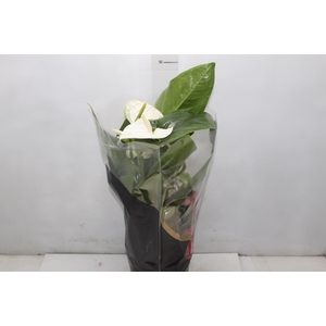 ANTHURIUM ALASKA P17 PREMIUM