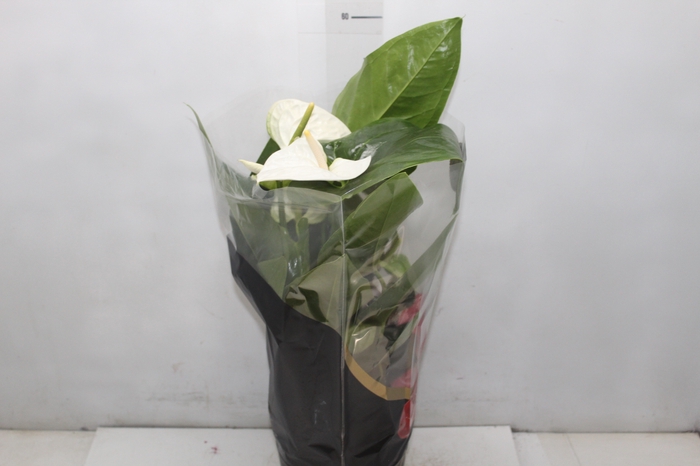 <h4>ANTHURIUM ALASKA P17 PREMIUM</h4>