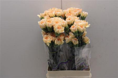 <h4>Di St Crimea</h4>