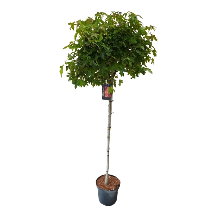 <h4>Liquidambar styraciflua 'Gumball' 90st</h4>