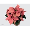Euphorbia pulc. 'Premium Pink'
