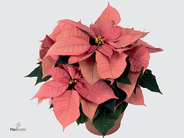 Euphorbia pulc. 'Premium Pink'