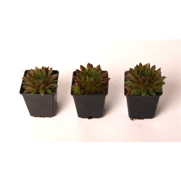 <h4>Sempervivum 'Paris' 7 cm</h4>