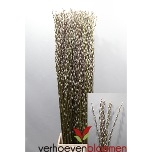 SALIX CA SNOW FLAKE