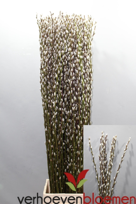 <h4>SALIX CA SNOW FLAKE</h4>