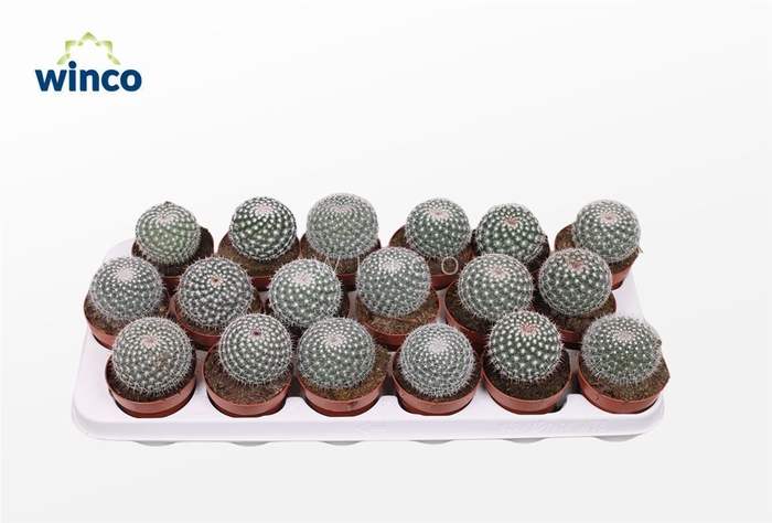 Mammillaria Hahniana