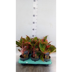 Aglaonema  'Crete'
