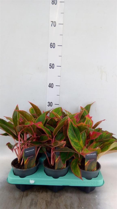 <h4>Aglaonema  'Crete'</h4>