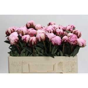 Paeonia Reine Hortense XXL