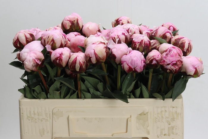 <h4>Paeonia Reine Hortense XXL</h4>