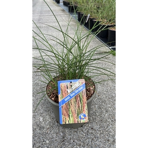 Miscanthus sin. 'Kleine Silberspinne'