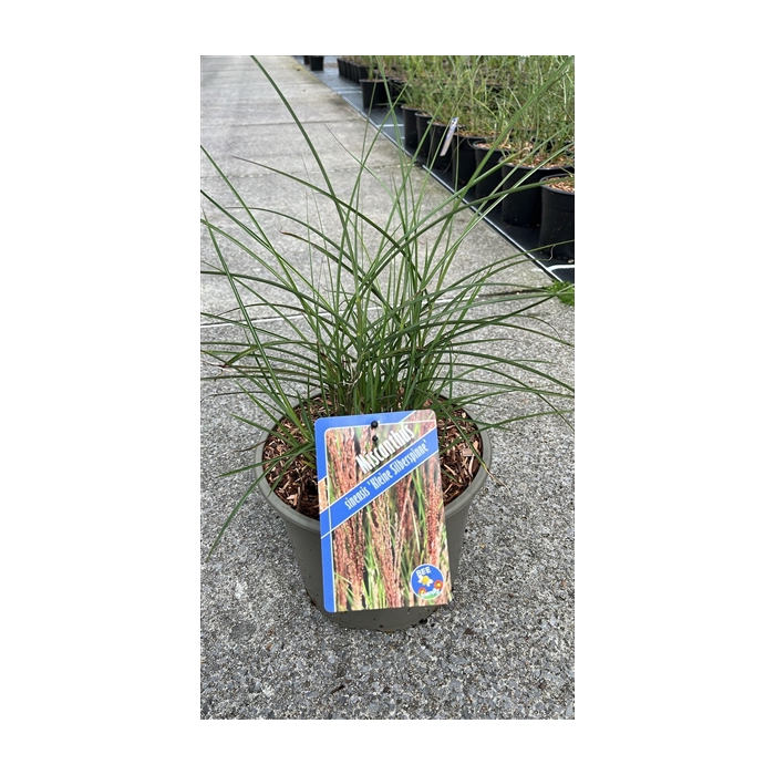 <h4>Miscanthus sin. 'Kleine Silberspinne'</h4>