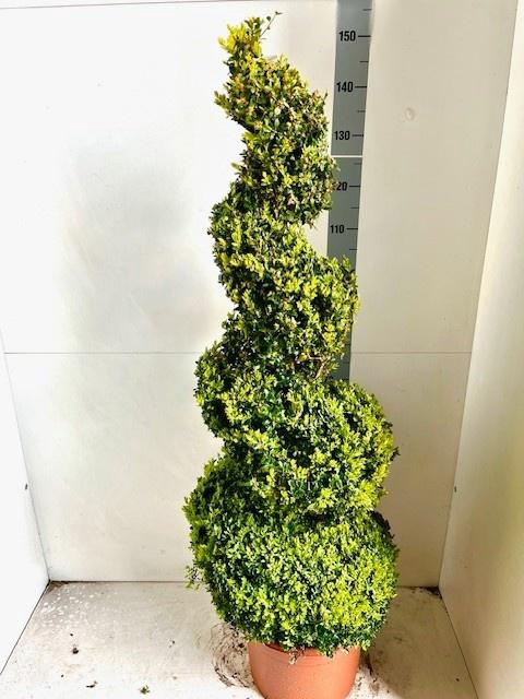 <h4>BUXU SEMPERVIRENS</h4>