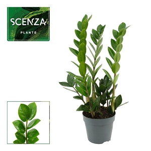 Zamioculcas Lima 10,5 cm Scenza 40 cm, 3+ veren