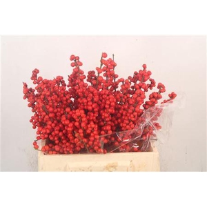 Ilex Verticilata Red Ex
