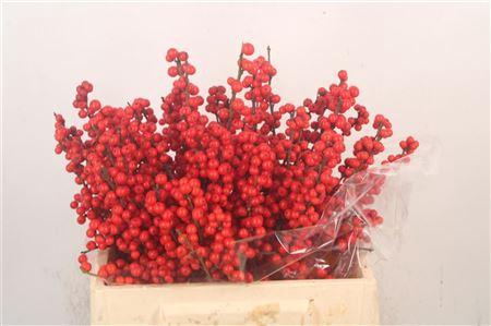 <h4>Ilex Verticilata Red Ex</h4>