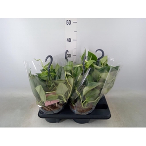 Scindapsus treubii 'Moonlight'