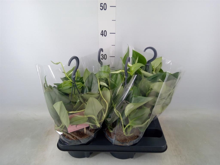 <h4>Scindapsus treubii 'Moonlight'</h4>