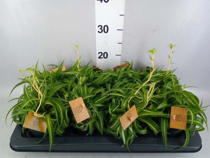 <h4>Chlorophytum com. 'Bonnie'</h4>
