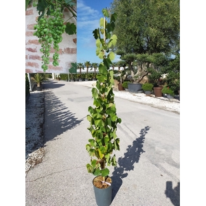 Vitis vinifera