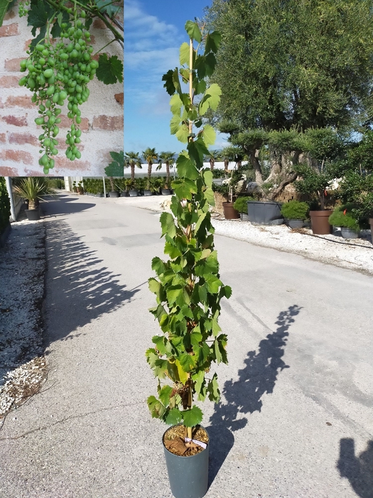 <h4>Vitis vinifera</h4>
