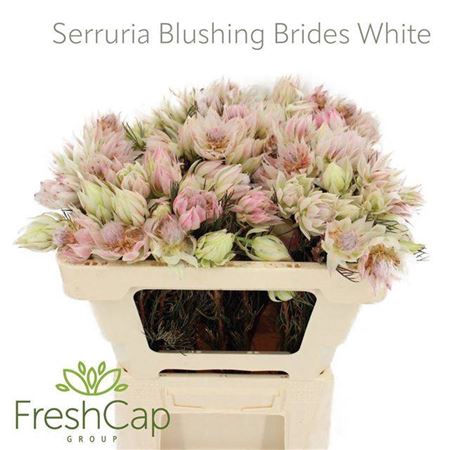 <h4>Serr Blushing Brides White</h4>