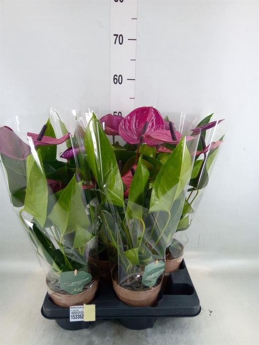 <h4>Anthurium andr. 'Cavalli'</h4>