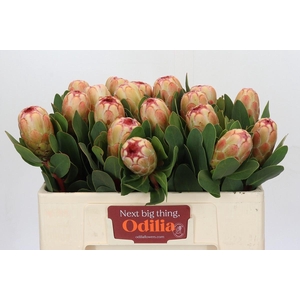 PROTEA GRANDICOLOR