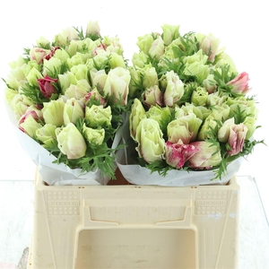 Anem Mistral Tigre Extra