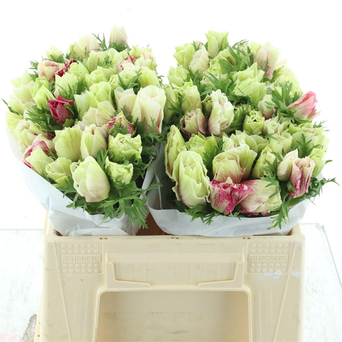 <h4>Anem Co Fstar Tigre Super</h4>