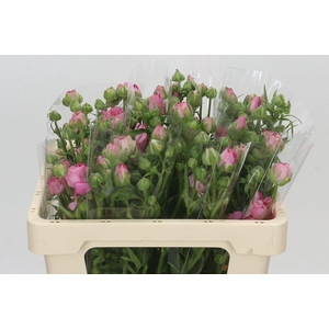 Ranunculus Natura Moderna Dolce