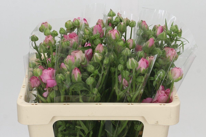 <h4>Ranunculus Natura Moderna Dolce</h4>